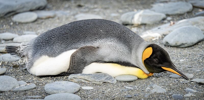 Пингвины спят 10000 раз в день