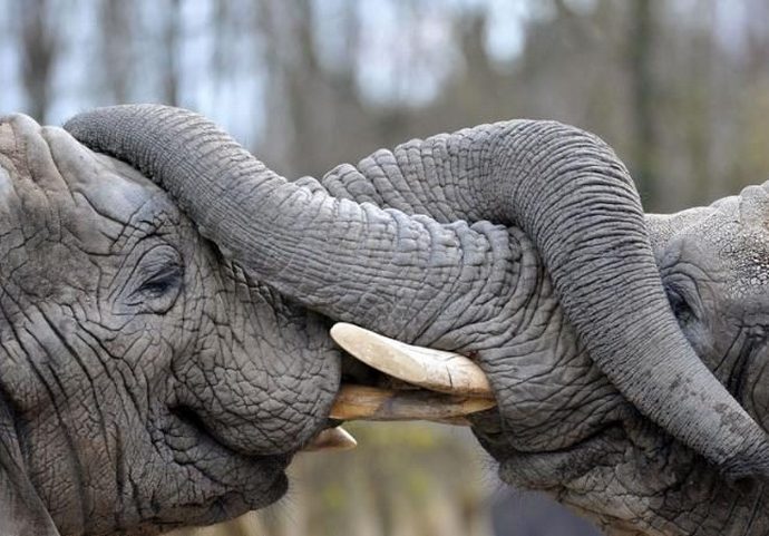 Слоны, как и люди, хоронят своих родных и близких