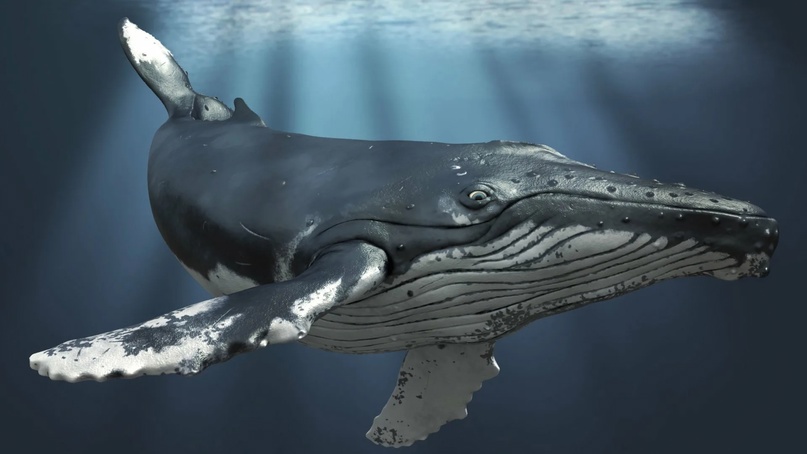 Может ли кит проглотить человека?