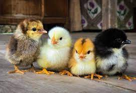 Важные вопросы до покупки цыплят
