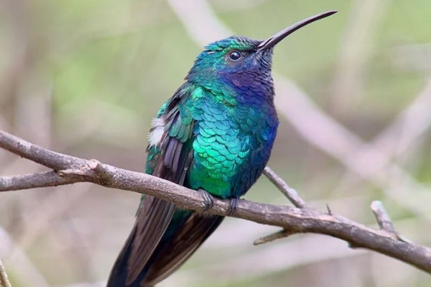 Ученые запечатлели одну из редчайших птиц на планете