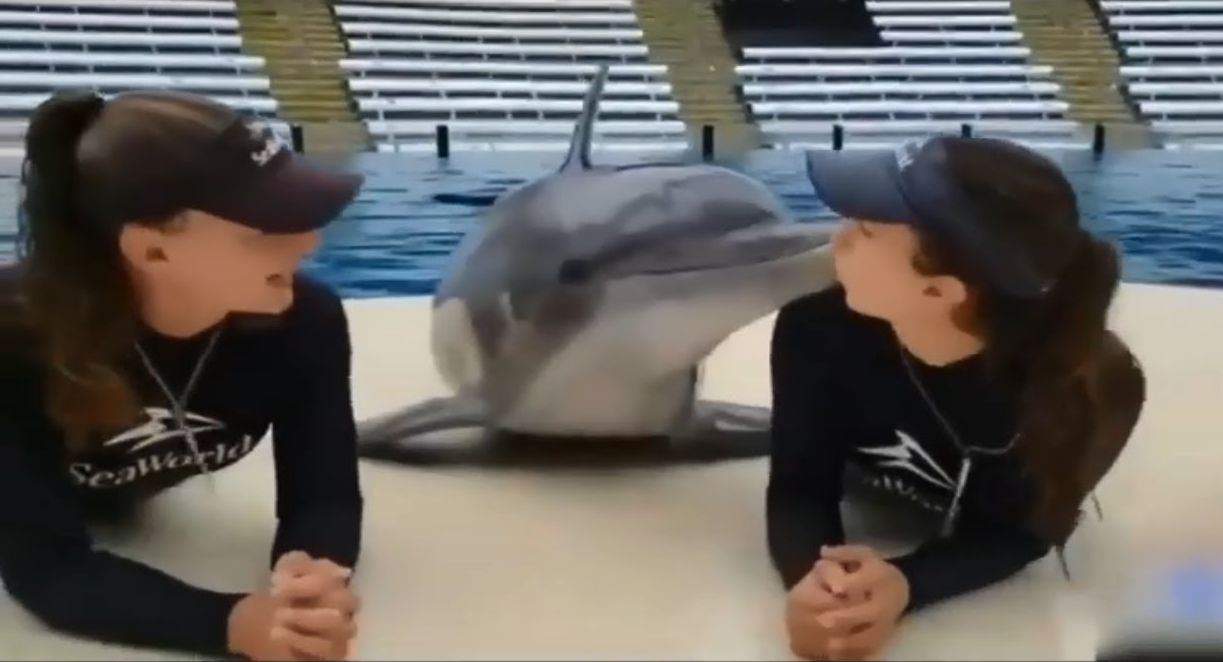 Пикап от дельфина