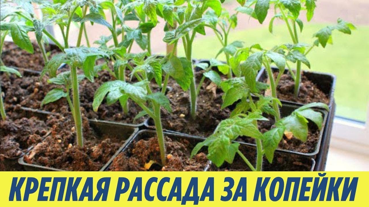 Подкормка РАССАДЫ от которой ваши растения БУДУТ КРЕПКИЕ всего за 5 рублей ДАЧНЫЕ СОВЕТЫ