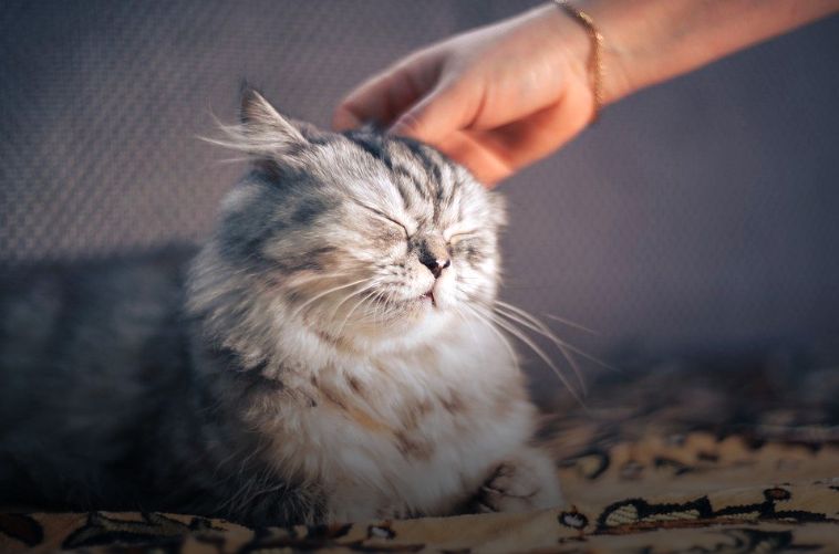 Почему кошки топчут людей лапками — тайна раскрыта