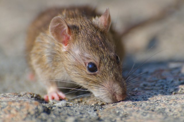Жительница Озёрска развела в квартире крыс, считая их мангустами