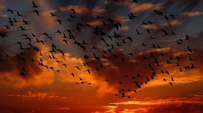 Жуткая долина Джатинга — место массового самоубийства птиц
