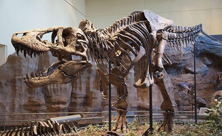 Палеонтологи постоянно откапывают все новые и новые виды тираннозавров