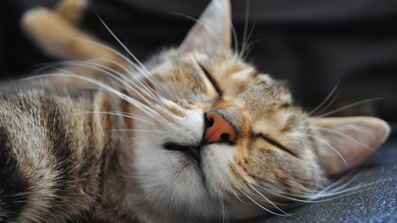 Кошки не знают, что такое бессоница. Они могут уснуть где угодно и когда угодно