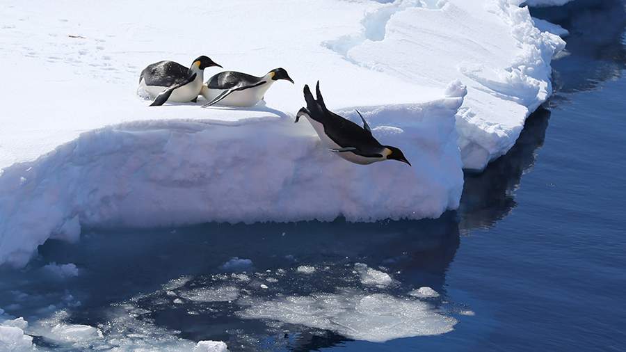Украина выделила более $11,6 млн на изучение пингвинов в Антарктике
