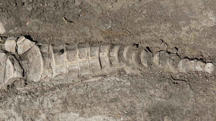 В Самарской области обнаружили останки ихтиозавра