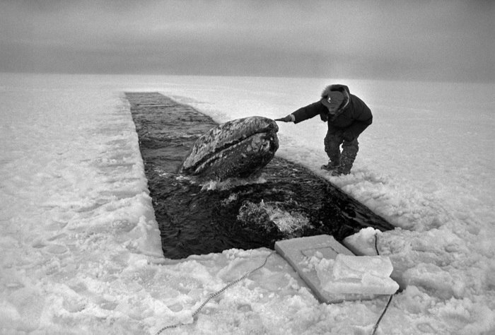В 1988 году охотник обнаружил трёх китов, запертых в море вблизи мыса Барроу в штате Аляска