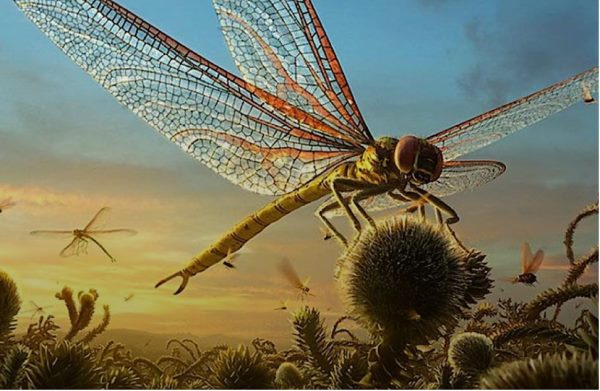 Гигантские стрекозы меганевры: почему они существовали в древности и почему вымерли