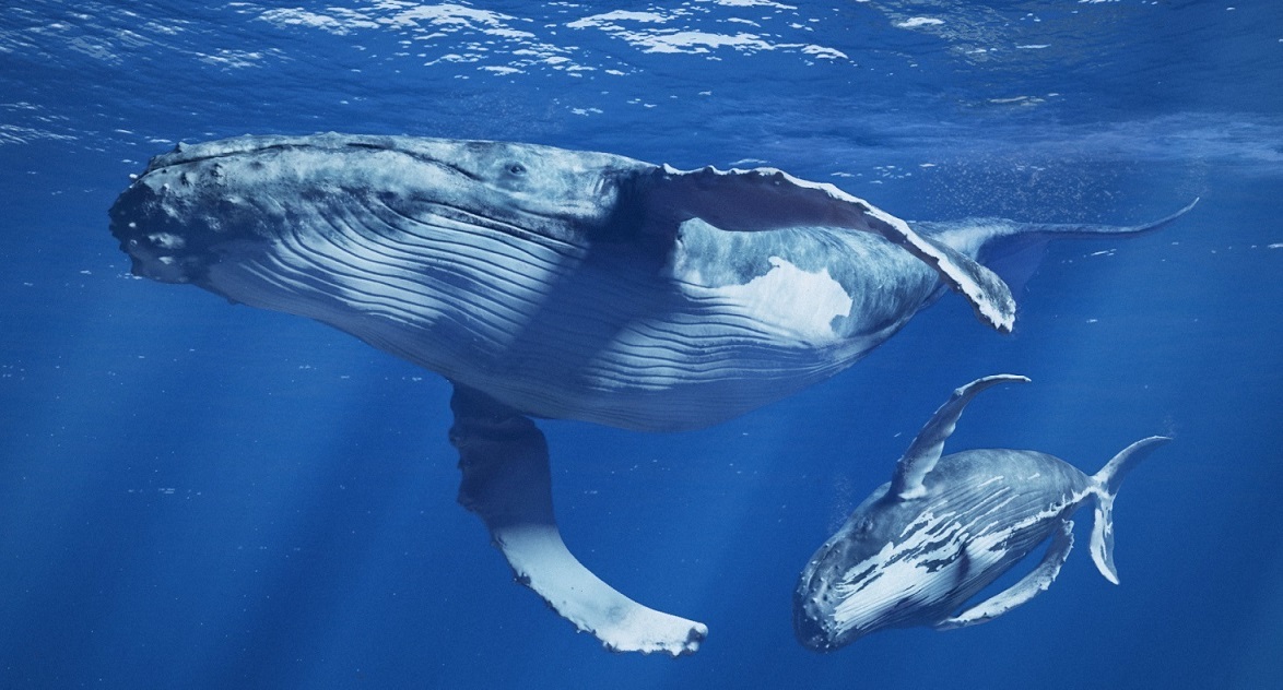 Ученые устанавливают контакт с нечеловеческим водным разумом: китами