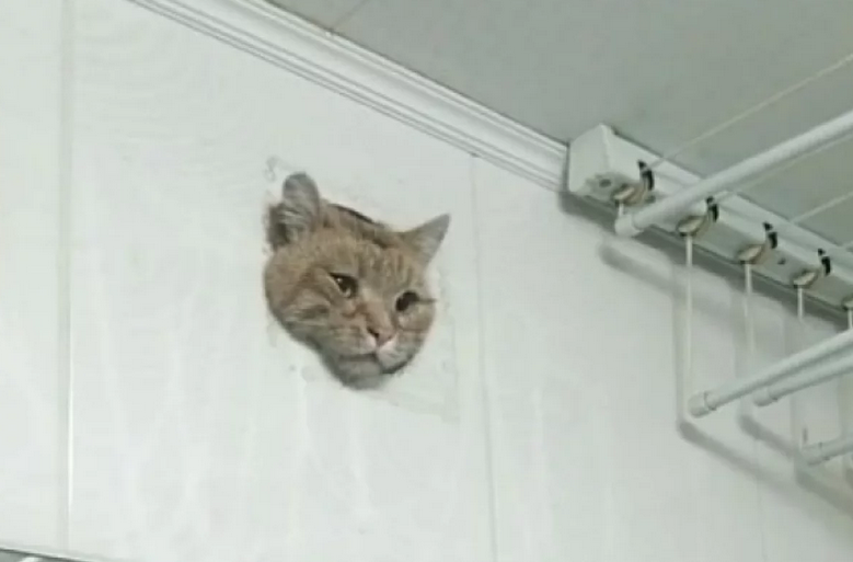 В Уфе застрявший в кухонной вентиляции кот стал мемом