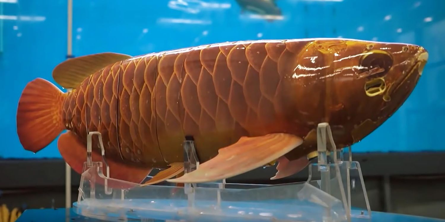 Китайская фирма создала рыбу-дрон, точную копию сверхдорогой аквариумной рыбки. БОЕВУЮ.