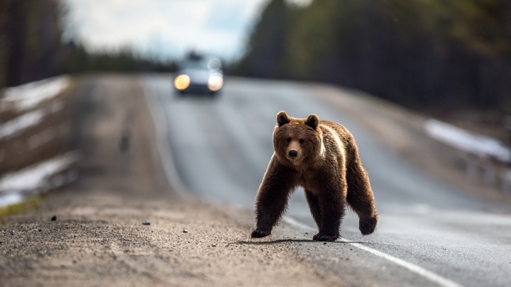 В Красноярске объявлен режим повышенной готовности из-за медведей в городе
