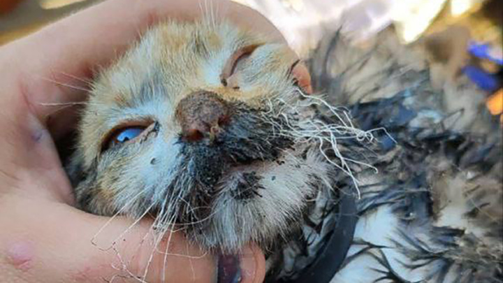 В Нерчинске кошка устроила пожар и чуть сама не погибла