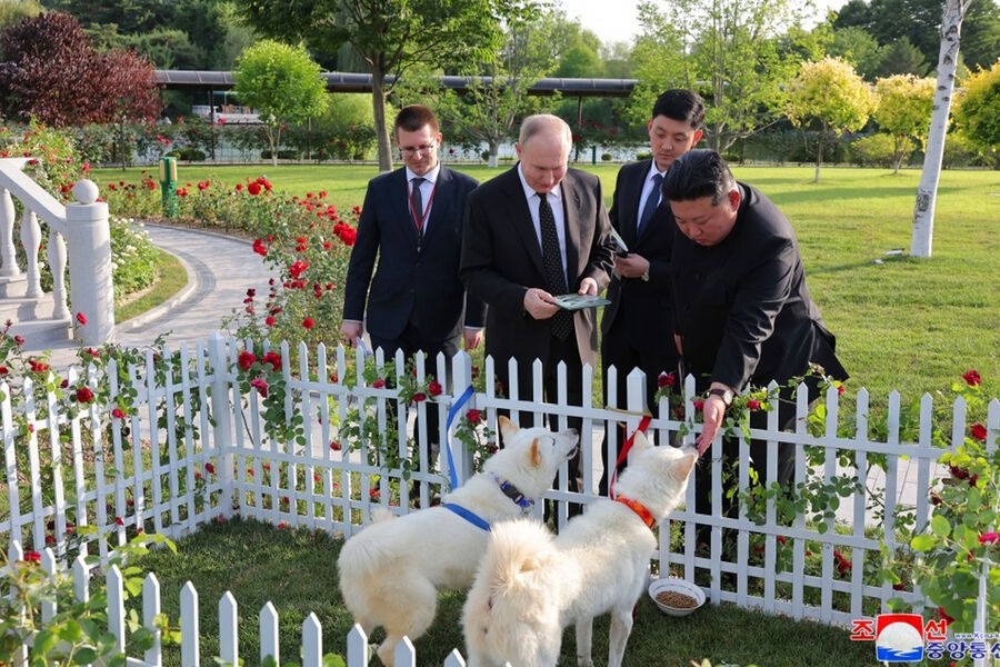 Ким Чен Ын подарил Владимиру Путину двух охотничьих собак редкой породы пхунсан.