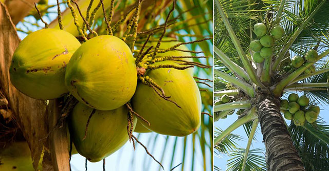 Здоровье: необходимое средство для выживания: почему органическое кокосовое масло занимает первое место в списке