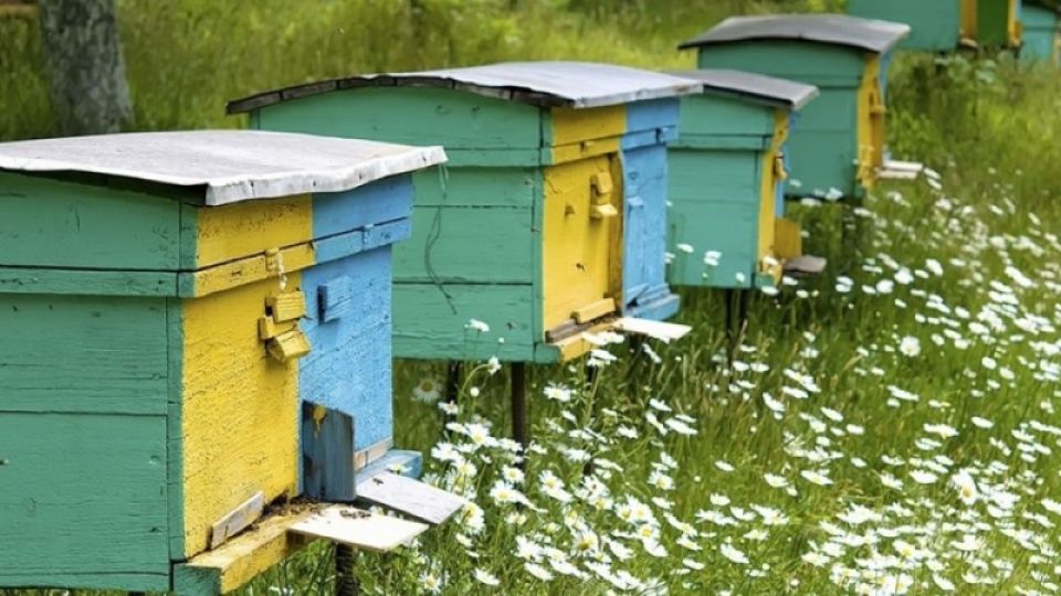Мёд отравлен? На Алтае бьют тревогу из-за массового мора пчёл