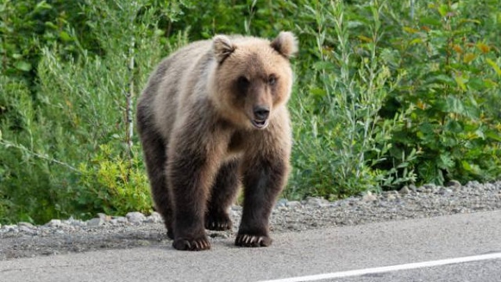 В Выборгском районе Санкт-Петербурга два медведя растерзали женщину, сообщает издание 