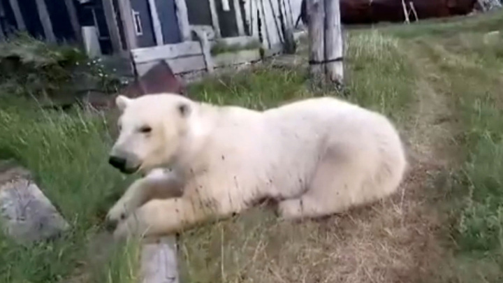 Белый медведь парализовал жизнь якутского поселка