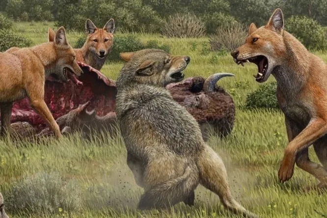 Куда исчезли ужасные волки: таинственное вымирание древних хищников