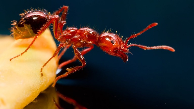 Красные огненные муравьи угрожают Европе