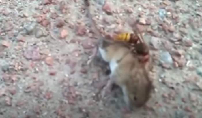 Шершень-убийца напал на мышь и победил ее в течение минуты
