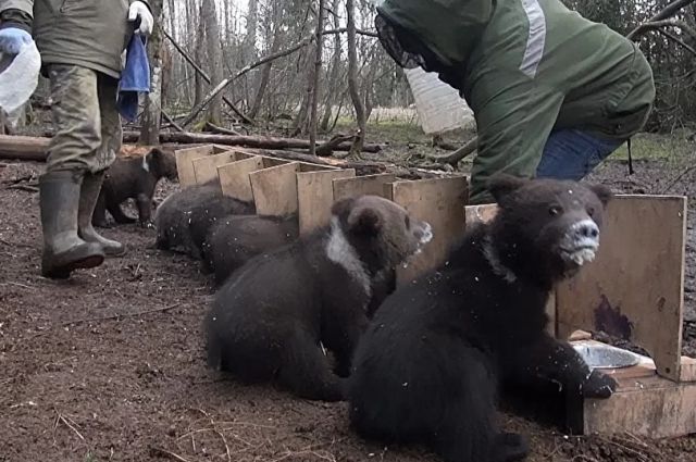 Медвежата-сироты в Тверской области кушают кашу в «персональных» окошках