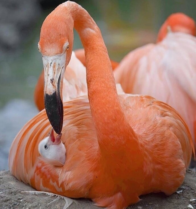 Фламинго с малышом..
