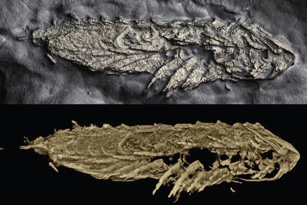 Ископаемое членистоногое возрастом 450 миллионов лет застыло в «золоте дураков»