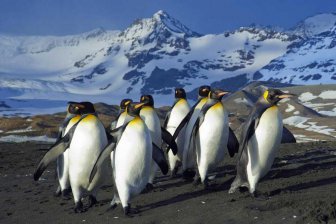 Веселящий газ из фекалий пингвинов одурманил антарктических исследователей