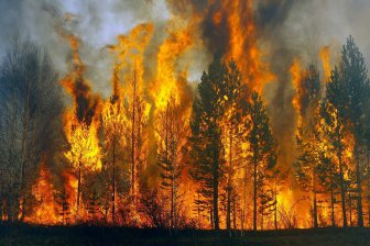 Эколог Дмитрий Миронов объяснил, почему россиян не наказывают за поджоги