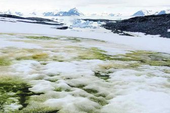 Антарктида покрывается необычным зеленым снегом из-за потепления