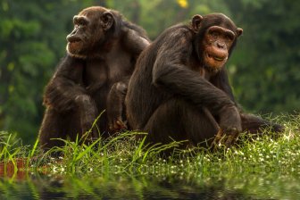 Британские ученые обнаружили ритмику человеческой речи в движениях губ шимпанзе