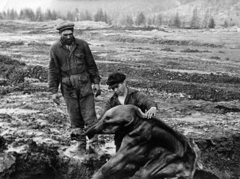 Извлечение мамонтенка из вечной мерзлоты, Сибирь, 1977 год.