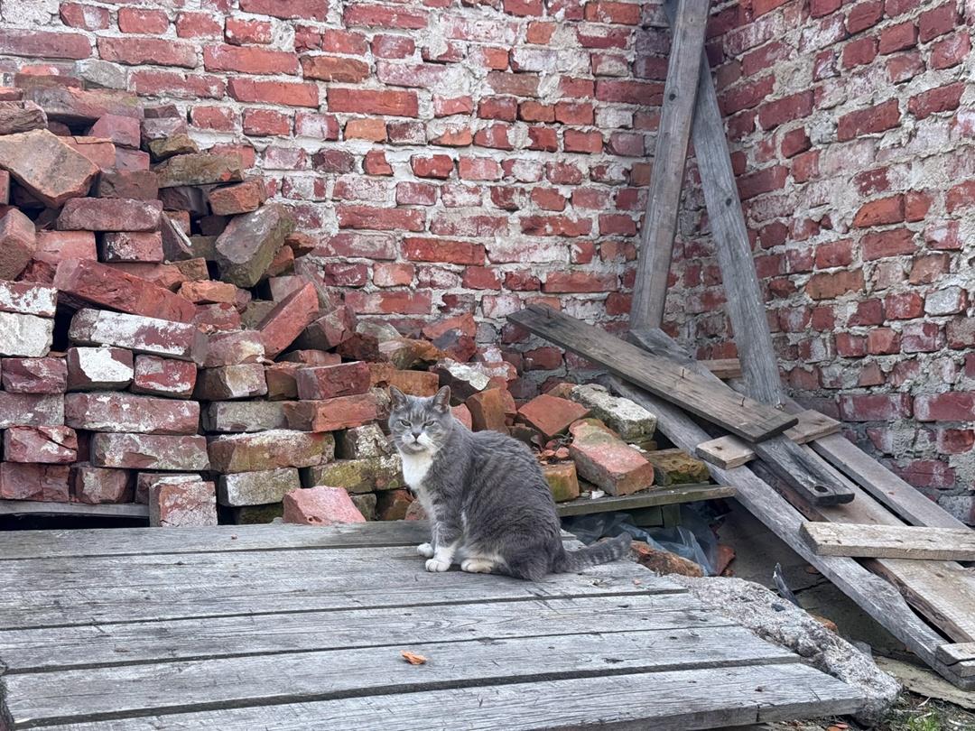 Коты — это безвизовые граждане всех стран