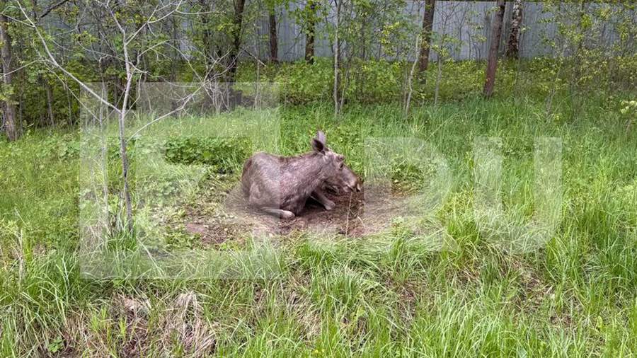 В Московской области сбитый машиной лось два дня лежит без помощи на обочине