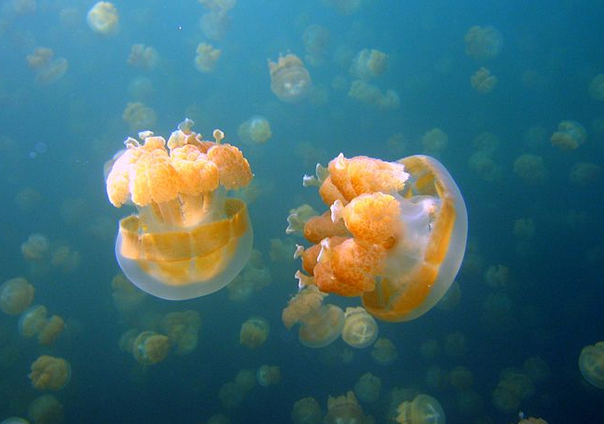 Черное море считается одним из самых безопасных для человека.