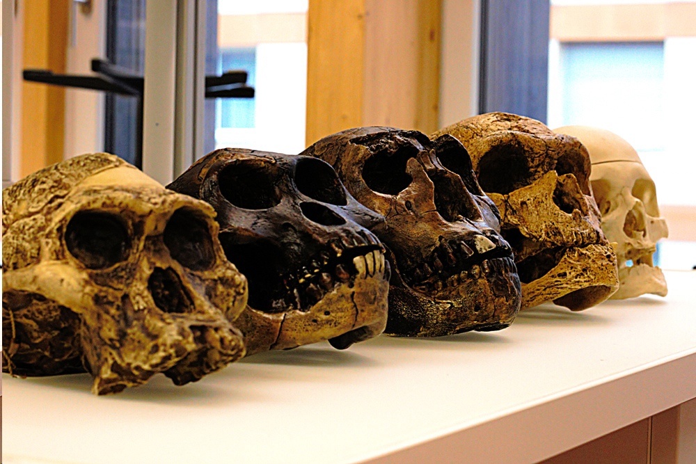 Найден самый древний Homo Sapiens в Европе. Ему больше 45 тысяч лет!