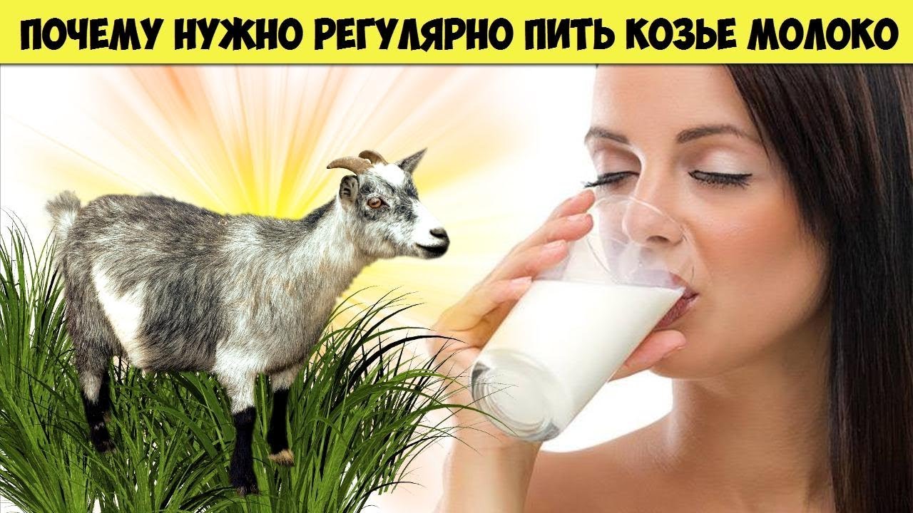 Вот почему нужно регулярно пить КОЗЬЕ МОЛОКО Невероятная ПОЛЬЗА молока для здоровья человека