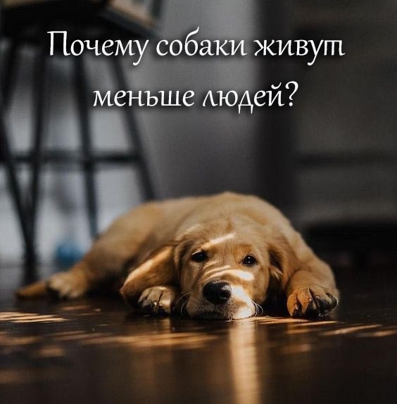 почему собаки живут так мало..