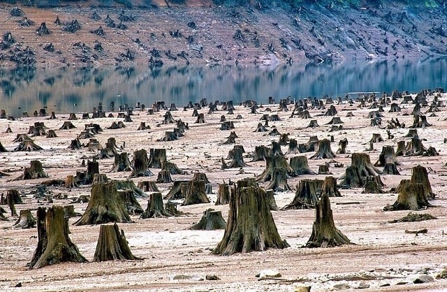 Вот от чего горят леса в Сибири