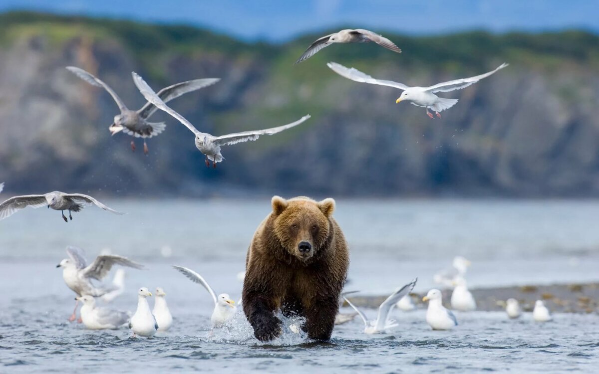 Берег бурых медведей на Байкале.