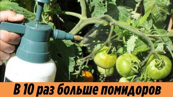 Супер подкормка помидоров Побрызгала на томаты и получила в 10 раз больше урожая Вот это результат