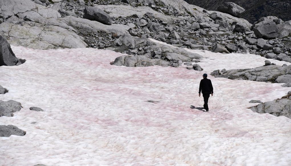 Появление розового льда в Альпах может иметь серьезные последствия