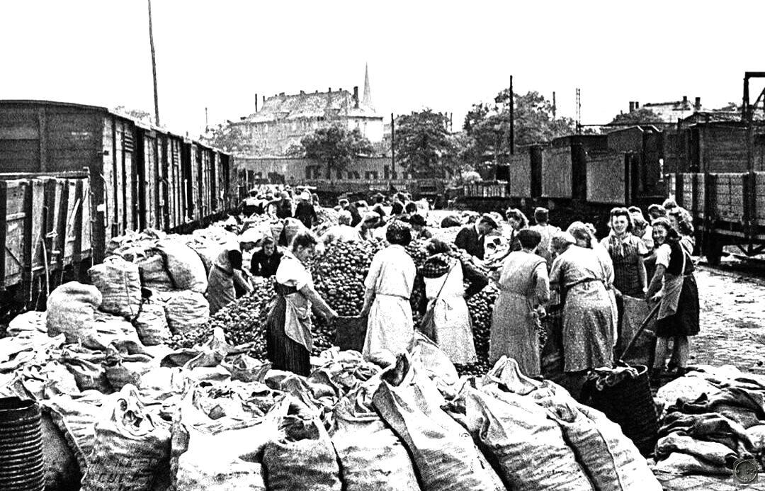 Жители Берлина бесплатно получают картофель от советской военной администрации. Германия, 1945 год.