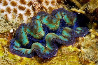 Почему гигантские моллюски излучают странное свечение