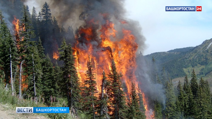 Аномальная жара спровоцировала лесные пожары в Башкортостане